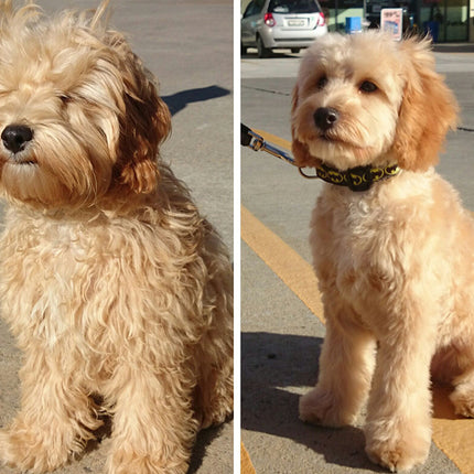 Electric Clipper Set för husdjur - Perfekt för hundar och katter 