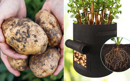 Plantesæt indeholder 3 stk. - We Do Better